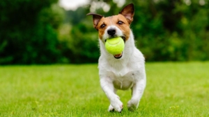 Dog with tennisball