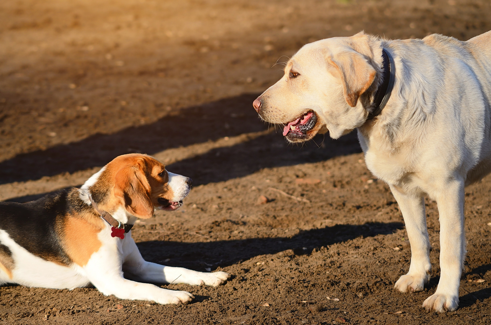 Dierenarts voert huidonderzoek uit bij witte hond met mastceltumor|Beagle en labrador in het park kijken naar elkaar