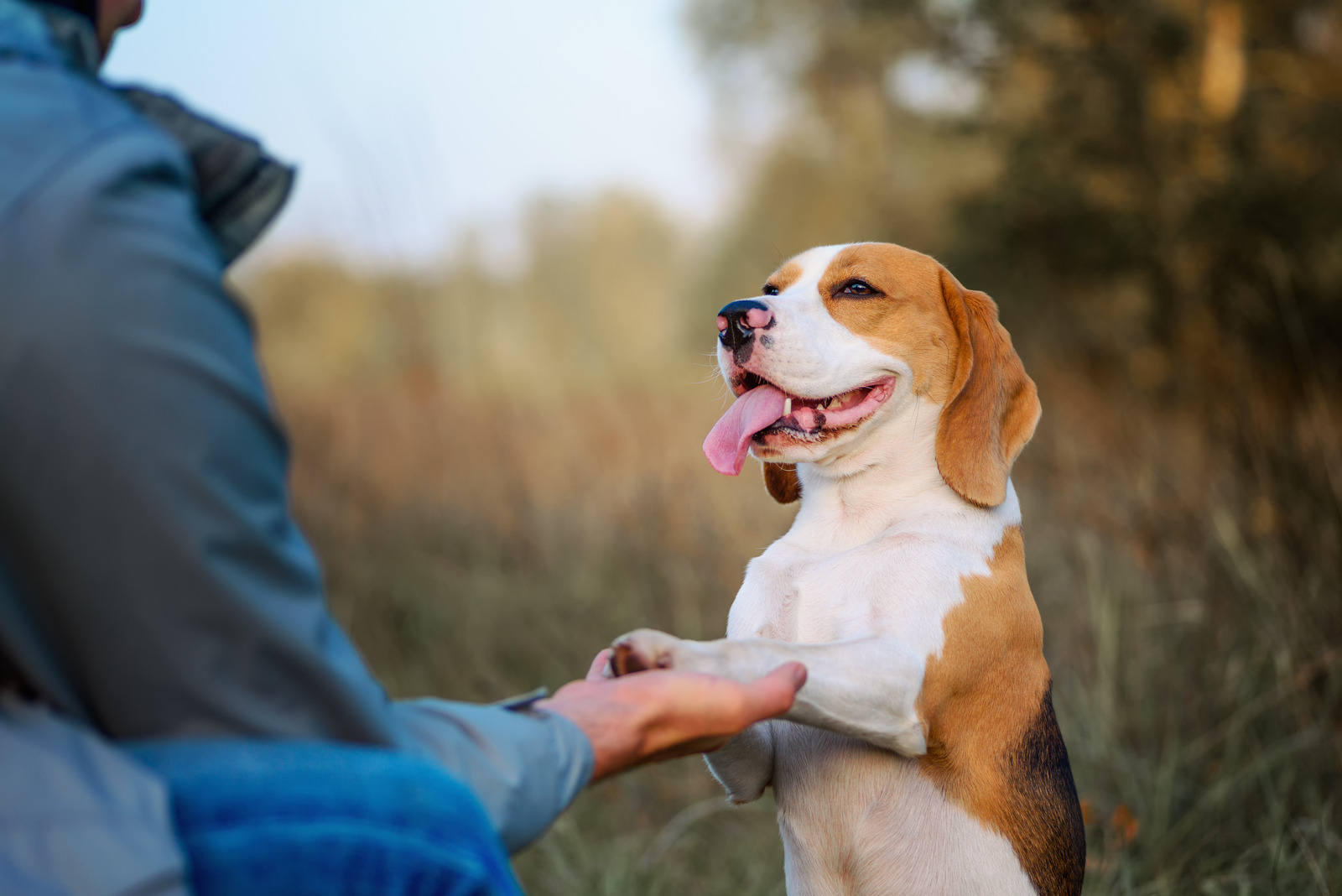 Witte labrador met vetbult ligt op herfstbladerdek|Blije beagle staat op achterpoten en geeft pootje aan baasje zonder pijn van vetbult