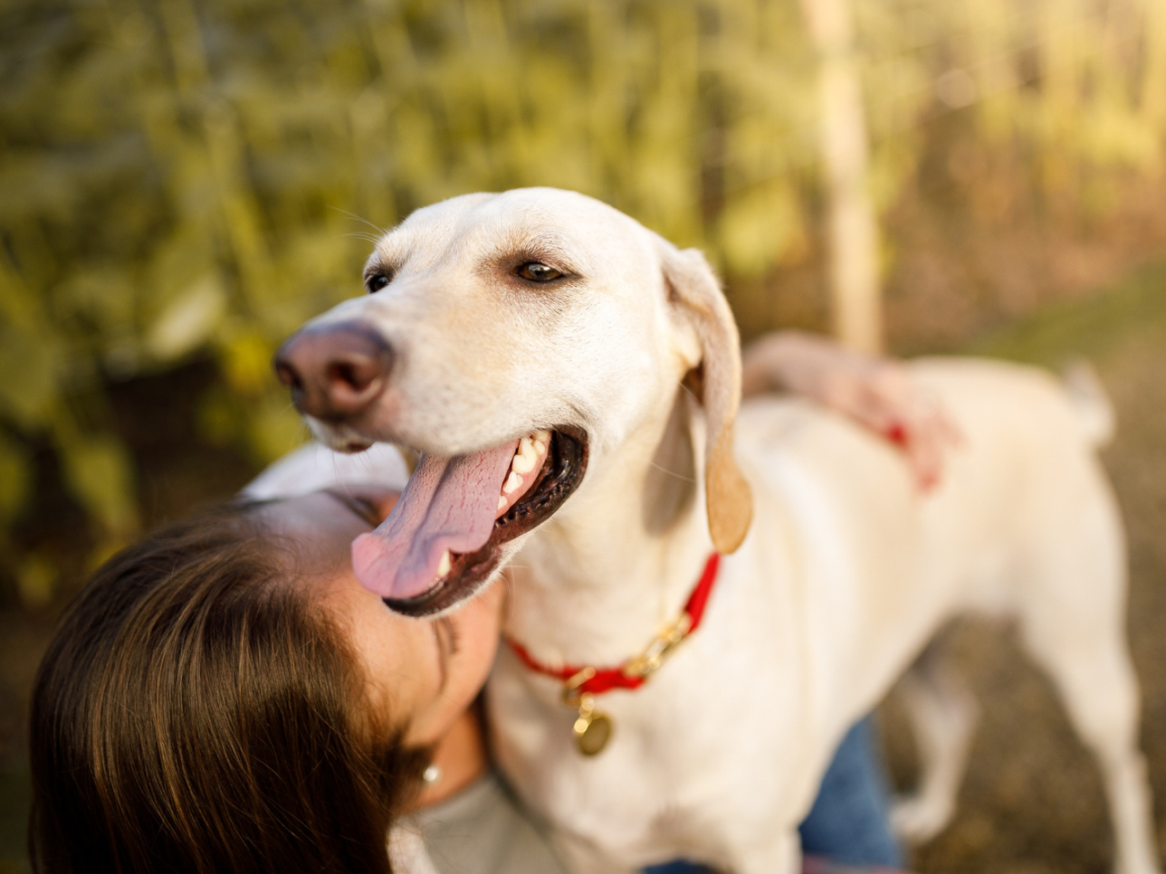 Ein weißer Labrador kuschelt mit seinem Menschen.