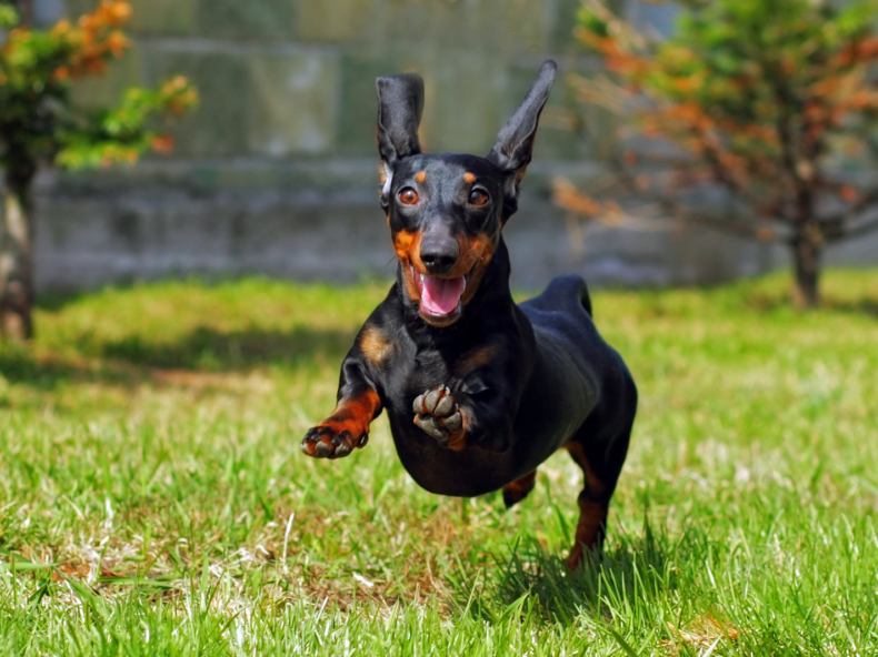 Teckel hond is blij en gezond met glanzende vacht dankzij zalmolie