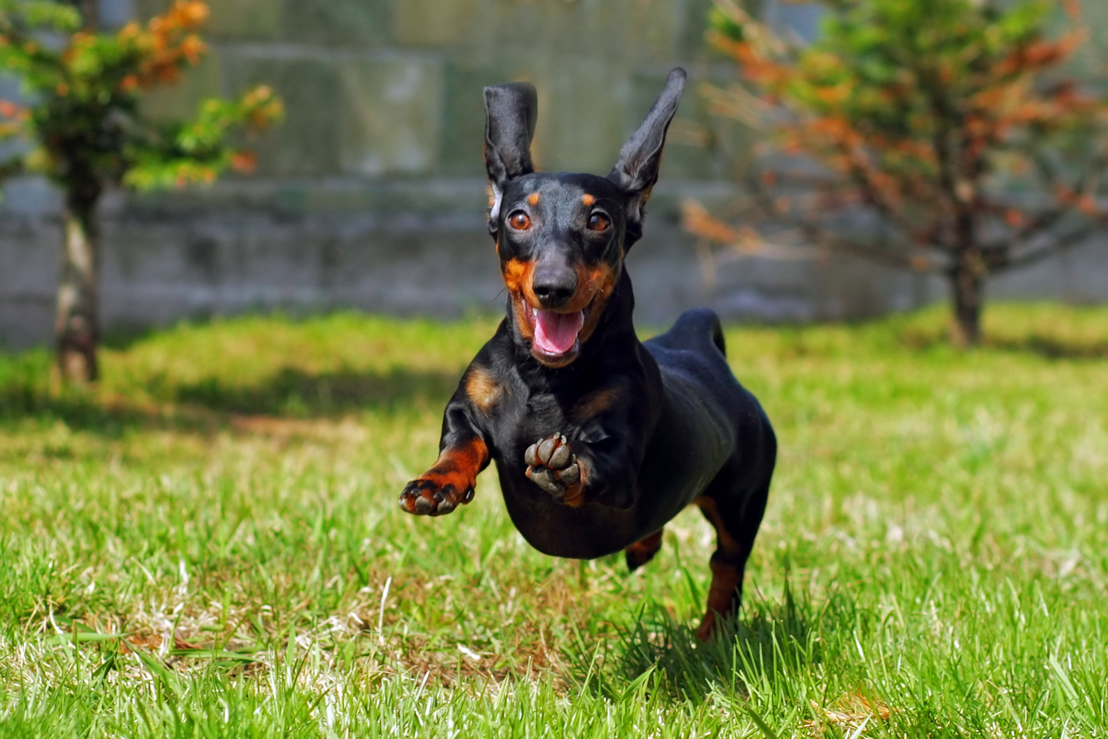 Teckel hond is blij en gezond met glanzende vacht dankzij zalmolie