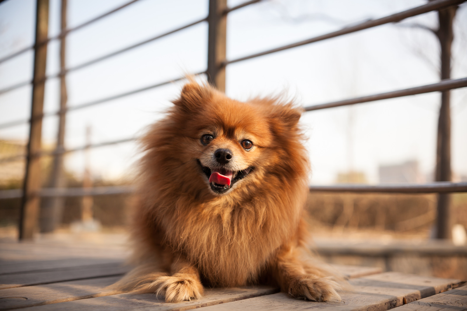 kleine bruine pomeriaan hond ligt op houten wandelbrug