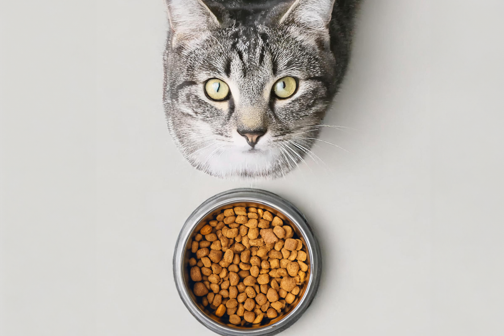 Die Katze schaut nach oben und vor ihr steht ein gefüllter Napf mit Trockenfutter.