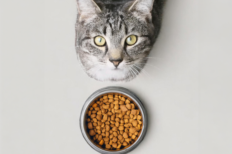 Die Katze schaut nach oben und vor ihr steht ein gefüllter Napf mit Trockenfutter.