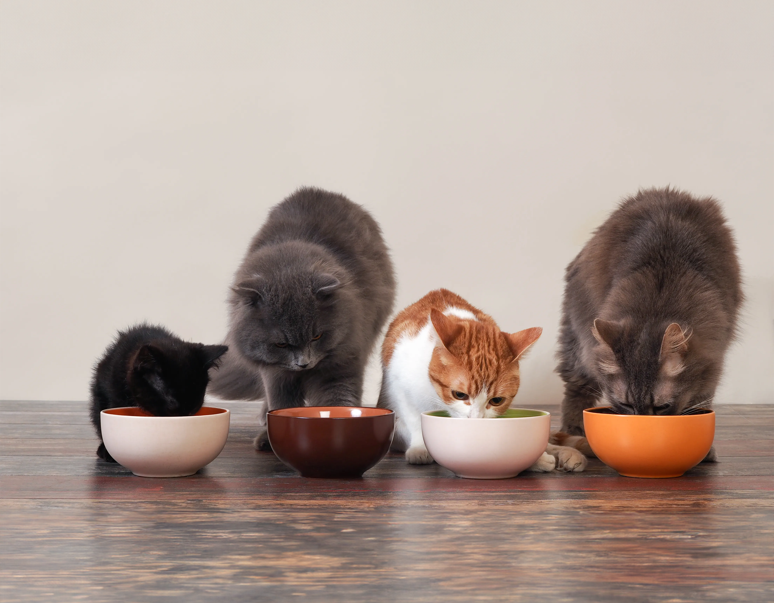 Vier Katzen fressen gemeinsam aus ihren Futternäpfen.