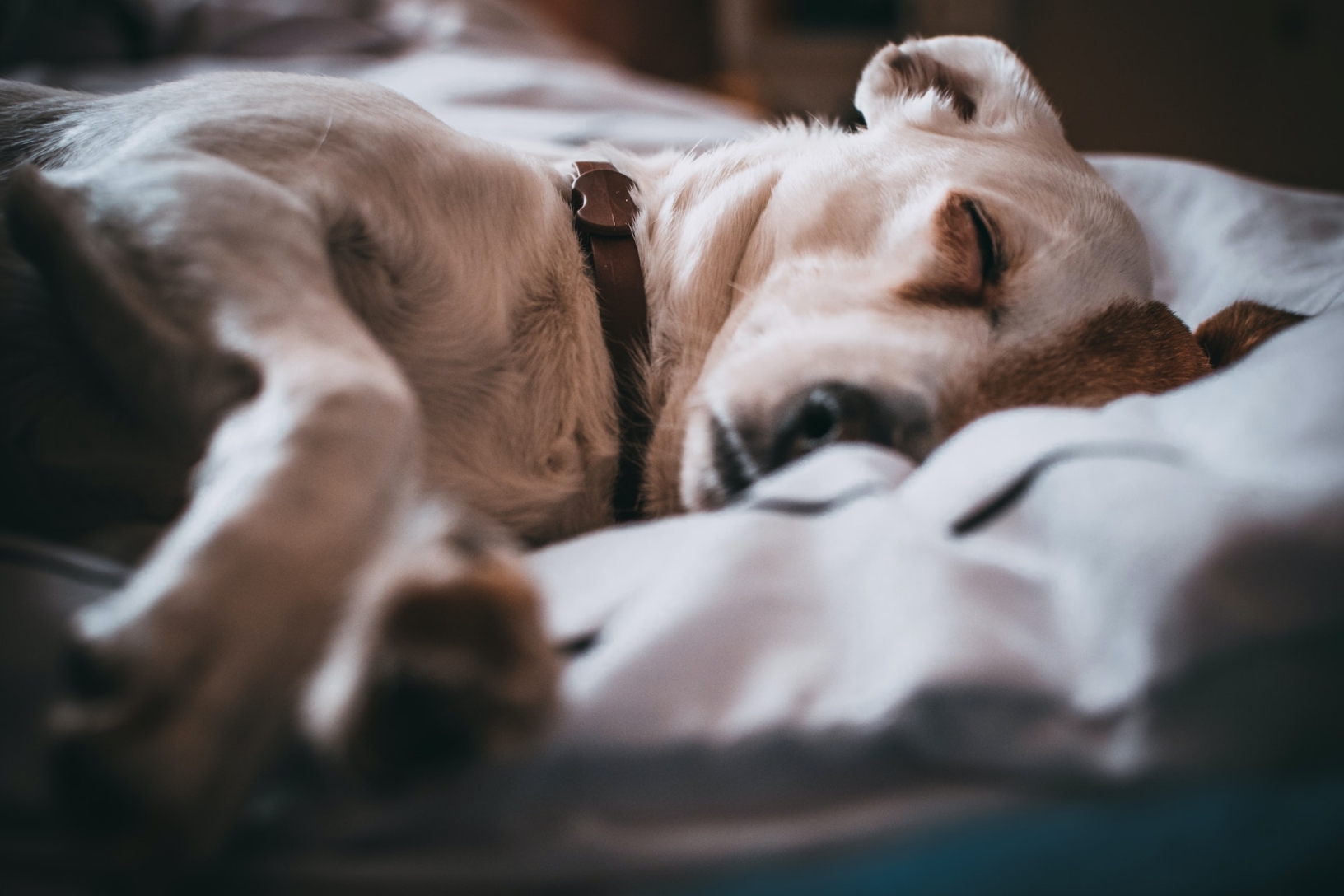Een zieke witte hond met agressieve tumor die neerligt in dekens
