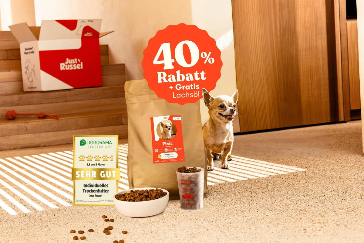 Chihuahua Pixie mit personalisiertem Just Russel Futterbeutel, Messbecher und Napf mit Trockenfutter, von Dogorama sehr gut bewertet. Jetzt probieren mit 40% Rabatt + gratis Lachsöl.