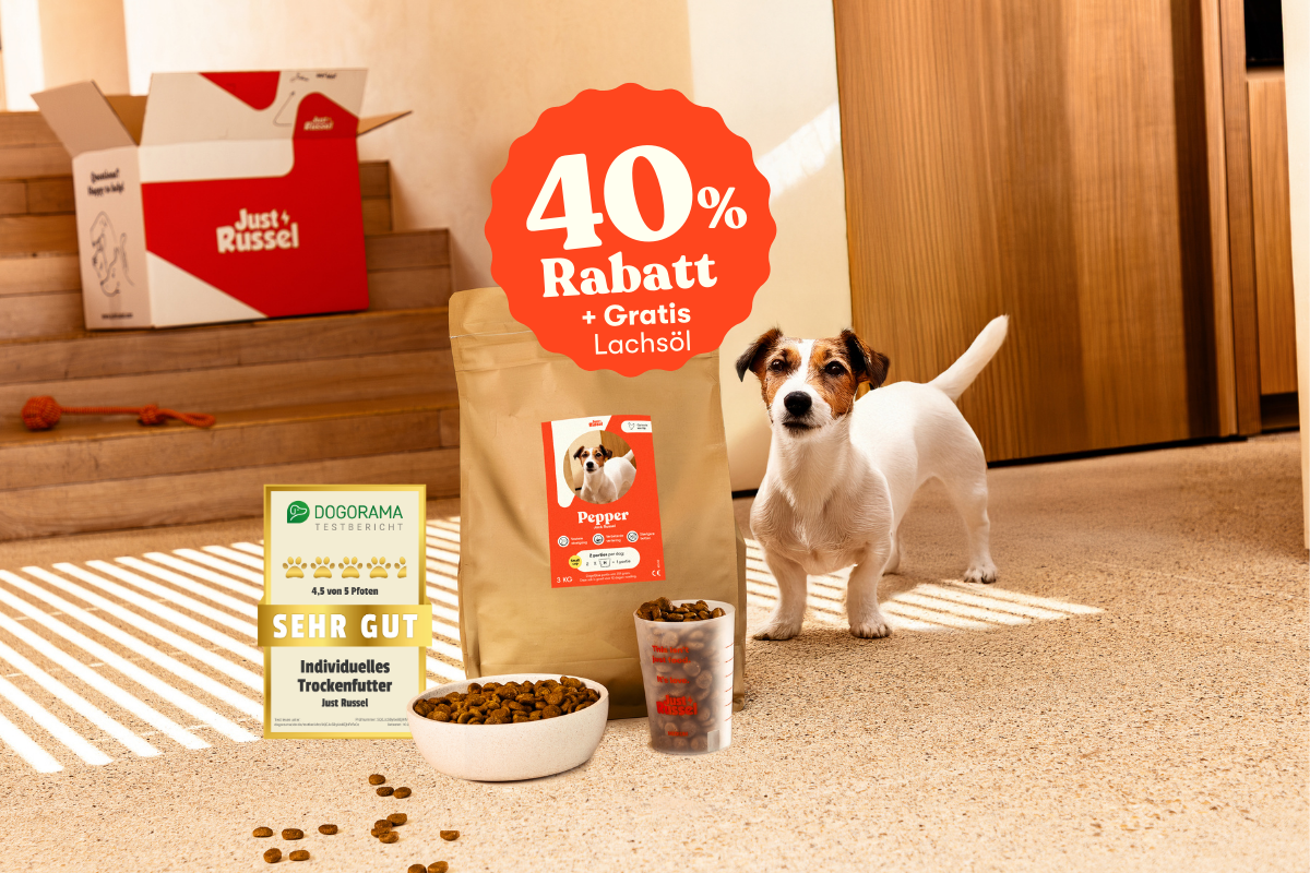 Jack Russell Pepper mit personalisiertem Just Russel Futterbeutel, Messbecher und Napf mit Trockenfutter, von Dogorama sehr gut bewertet.