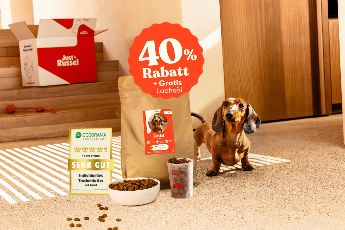Dackel Emiel mit personalisiertem Just Russel Futterbeutel, Messbecher und Napf mit Trockenfutter, von Dogorama sehr gut bewertet. Jetzt probieren mit 40% Rabatt + gratis Lachsöl.