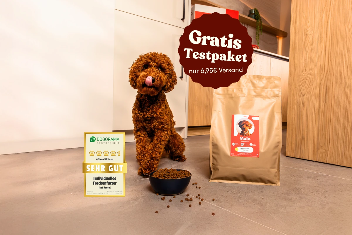 Brauner Pudel sitzt vor personalisiertem Just Russel Hundefutter mit einem Angebot für ein gratis Testpaket. Ausgezeichnet mit „Sehr gut“ von Dogorama.