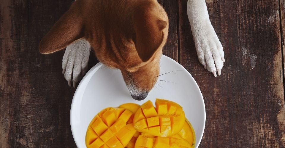 Hond ruikt aan stukjes mango op een wit bord en vraagt zich af of hij mag eten