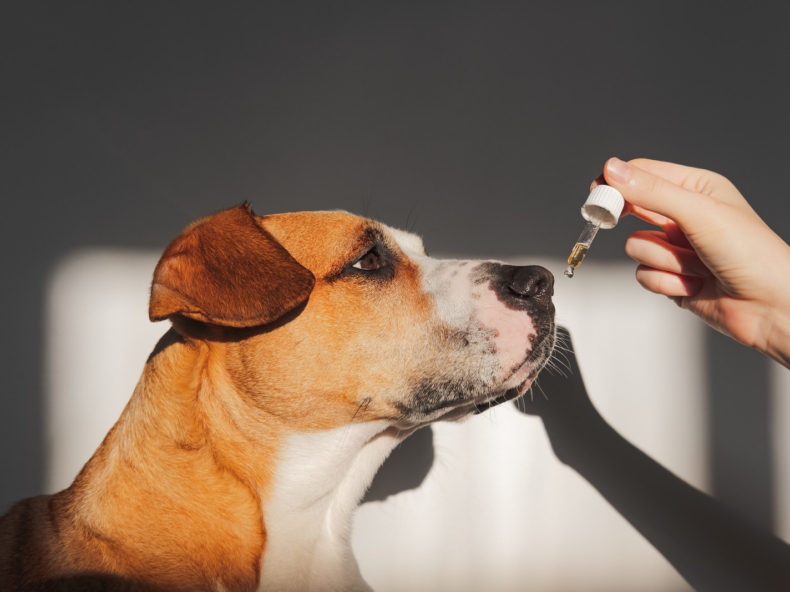 Hund riecht an einer Pipette mit Lachsöl.