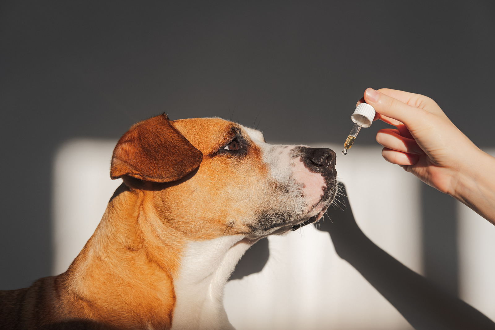 Hund riecht an einer Pipette mit Lachsöl.