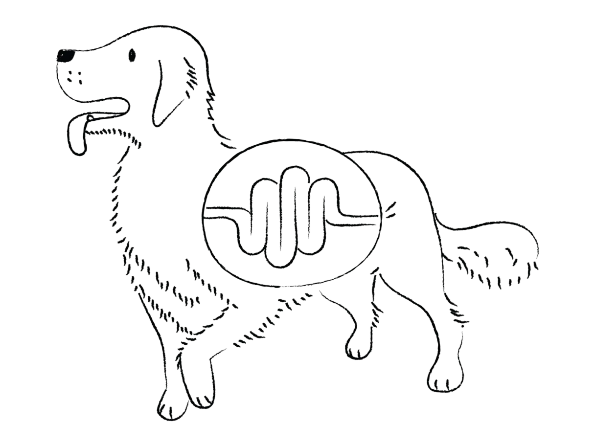 Illustration eines Hundes mit Symbol für gute Verdauung.