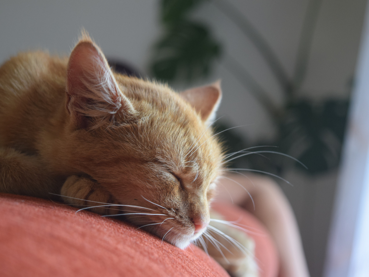 Rode kat slaapt op een rode zetel