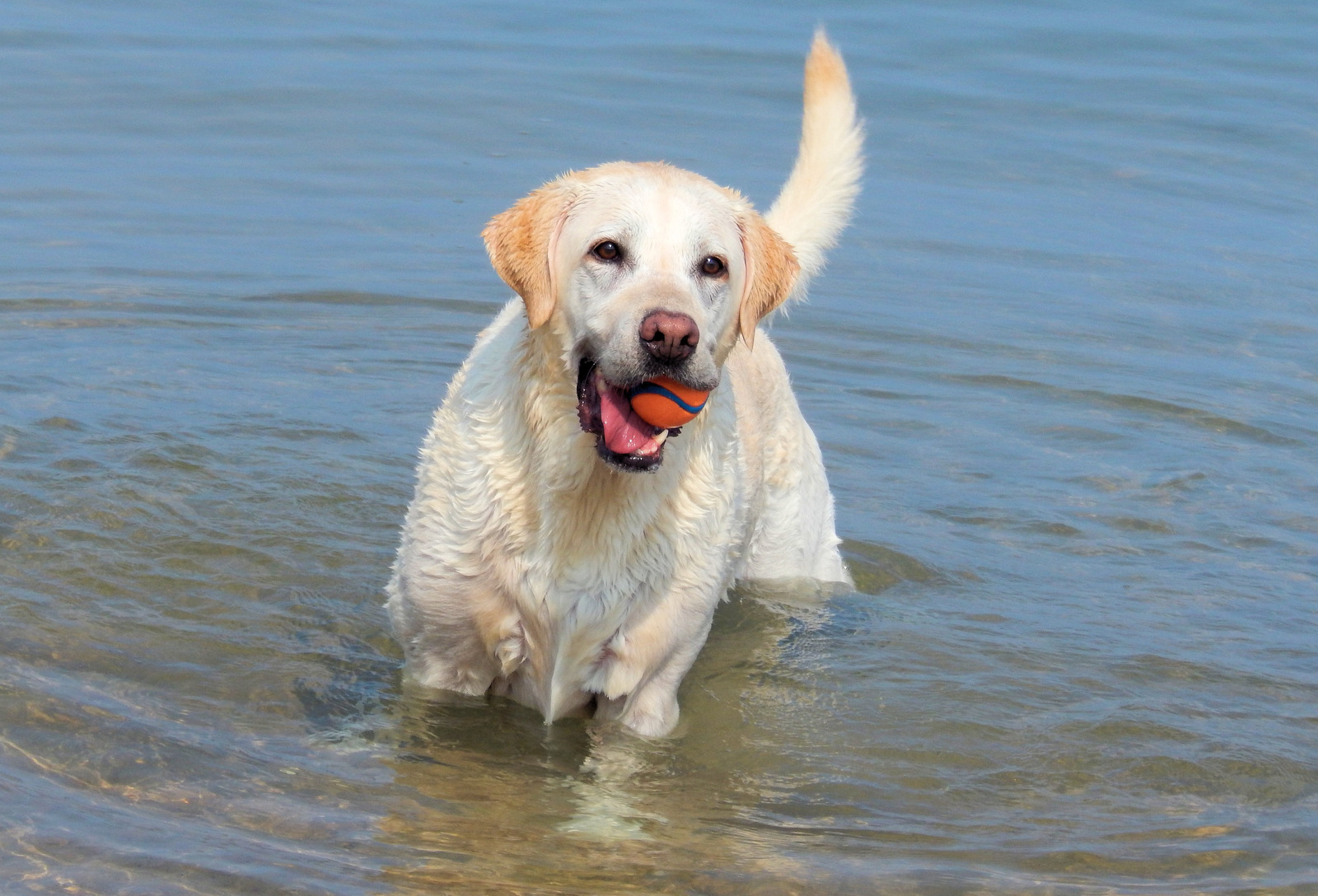 Twee speelse honden husky's spelen in het zand|Kleine speelse jackrussel speelt met rode bijtring en loopt door gras|Speels wit hondenras maltezer op rood-gele agilitytraining balk|Zwarte teckel speelt in het gras|Speelse husky hond speelt in herfstbladeren|Speelse Portugese waterhond speelt in het gras met herfstblaadjes met een geel hondenspeeltje|Speelse hond bearded collie op agilitytraining|Speels hondenras golden retriever loopt door bloemenveld met gele tennisbal in mond|Bruine speelse keeshond staat in grasveld|Speels hondenras bruine boxer loopt door bloemenveld en springt in de lucht|Dalmatiër loopt door grasveld met trekspeeltje in zijn mond|Witte speelse hond labrador speelt in het water