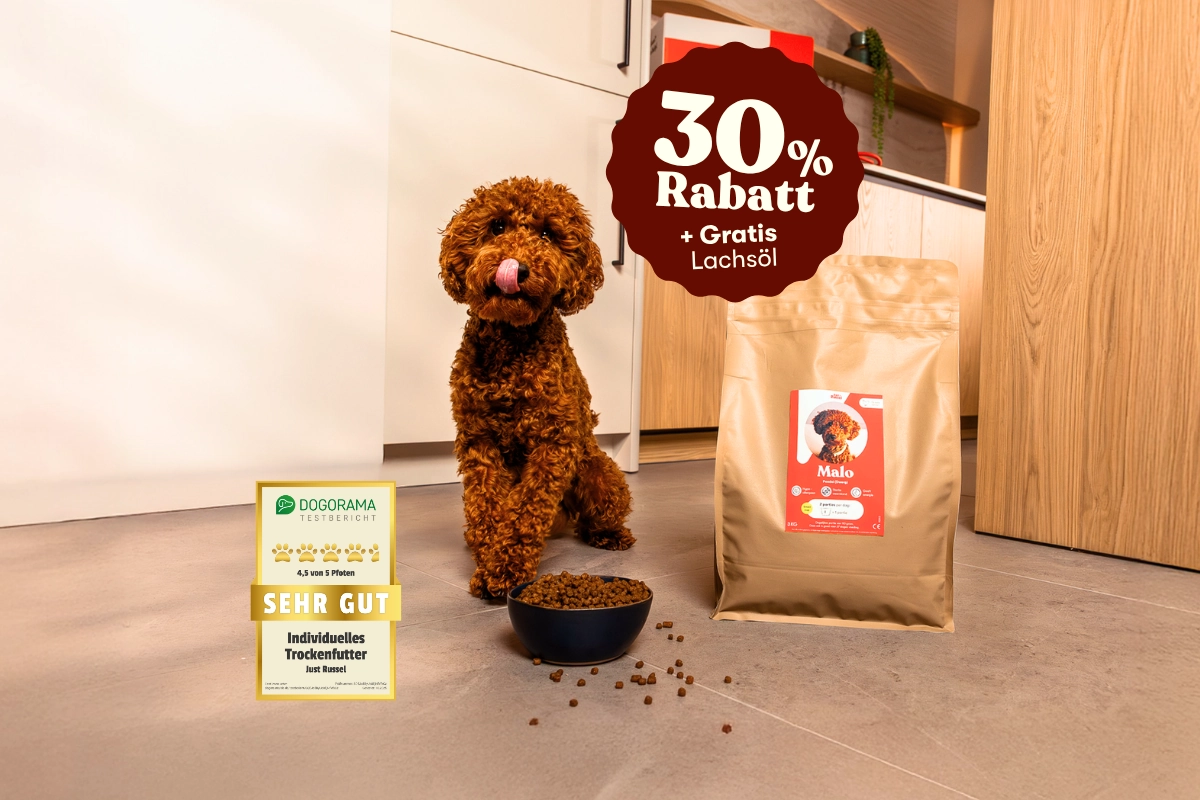 Hund sitzt mit Just Russel futter. 30% Rabatt + gratis Lachsöl
