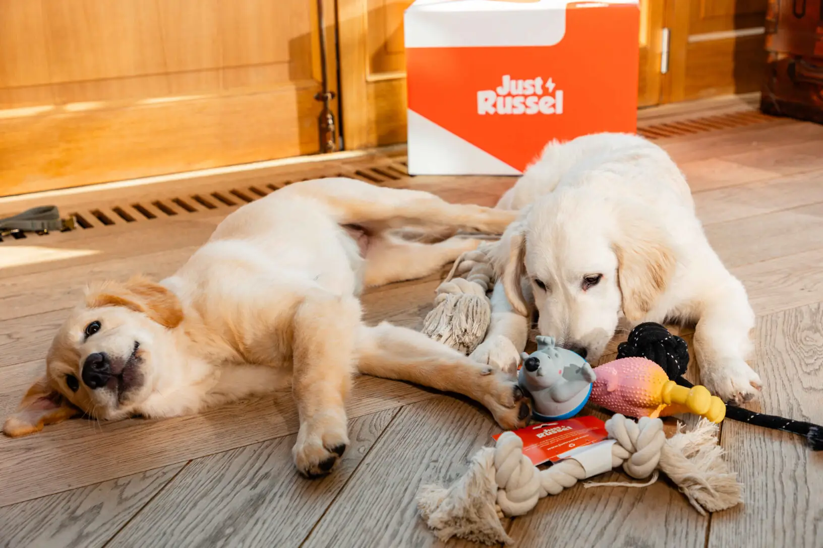 Zwei Welpen liegen im Wohnzimmer umgeben von Spielzeugen.