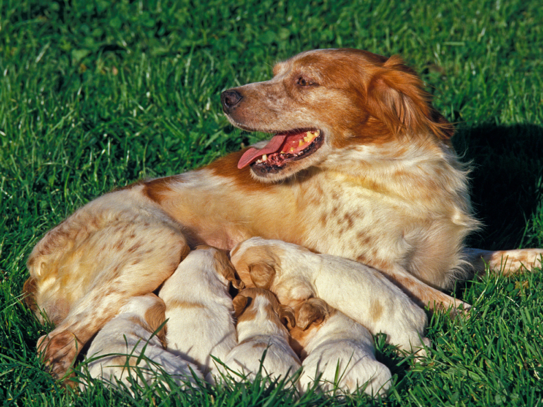 Bruine hond in zwangerschap ligt op houten vloer|Bruine hond ligt op de grond na bevallling met zogende puppy's