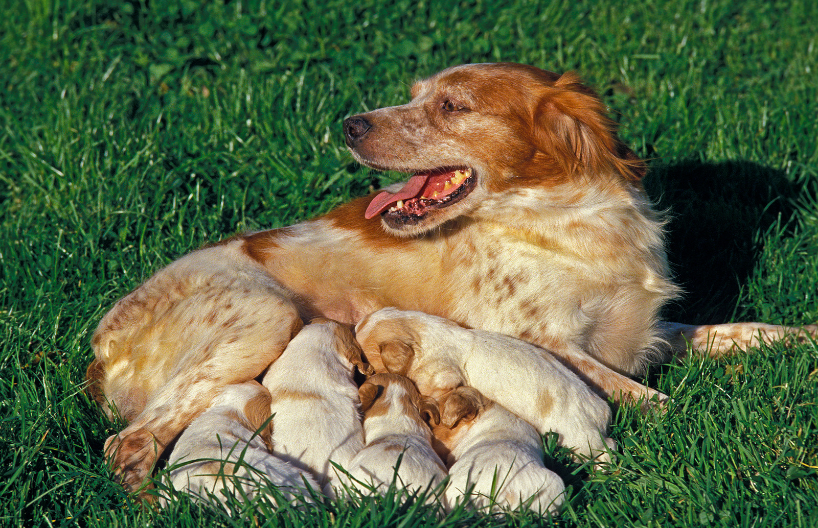 Bruine hond in zwangerschap ligt op houten vloer|Bruine hond ligt op de grond na bevallling met zogende puppy's