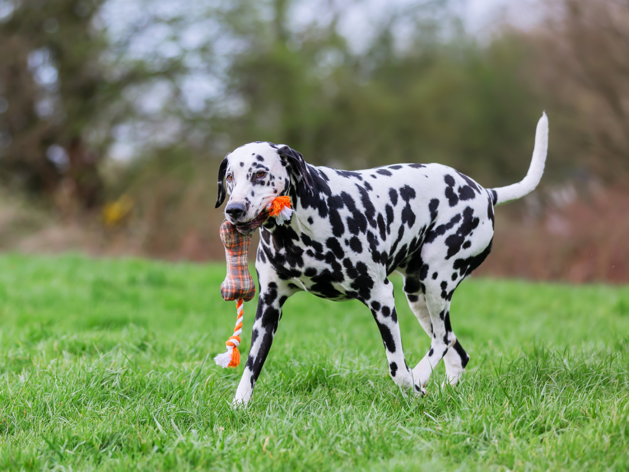 Süßer Dalmatiner spielt auf einer Wiese.