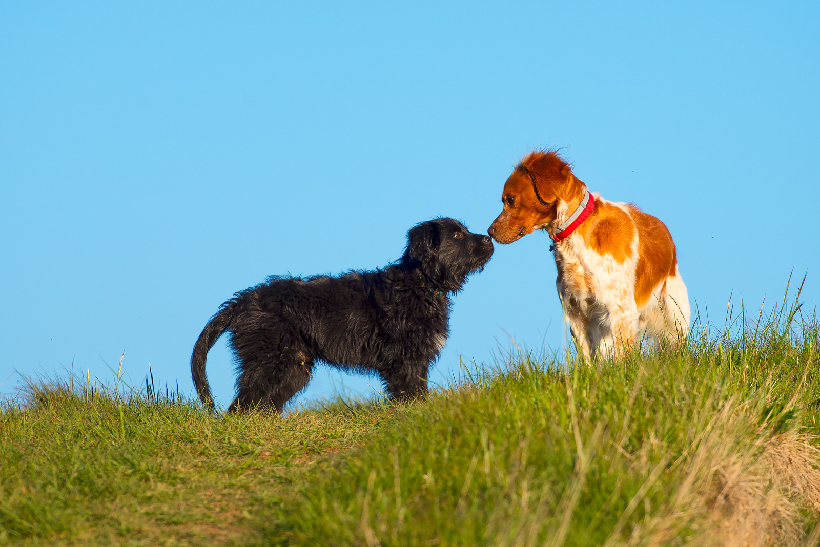 Kleine bruine hond loopt weg op straat|Honden zijn weggelopen om te paren en ruiken aan elkaar op heuvel met gras en blauwe hemel