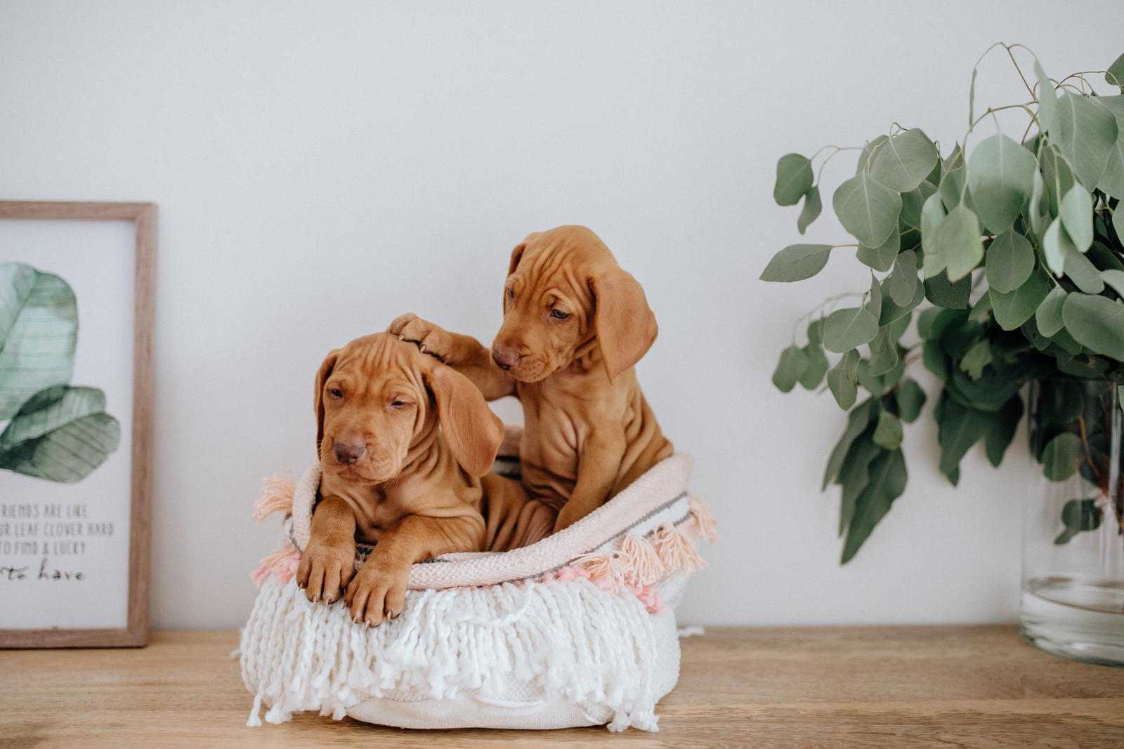 Twee bruine viszla puppys in een mandje op een houten kast met eucalyptus