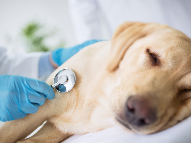 Labrador Hund wird von einem Tierarzt untersucht.