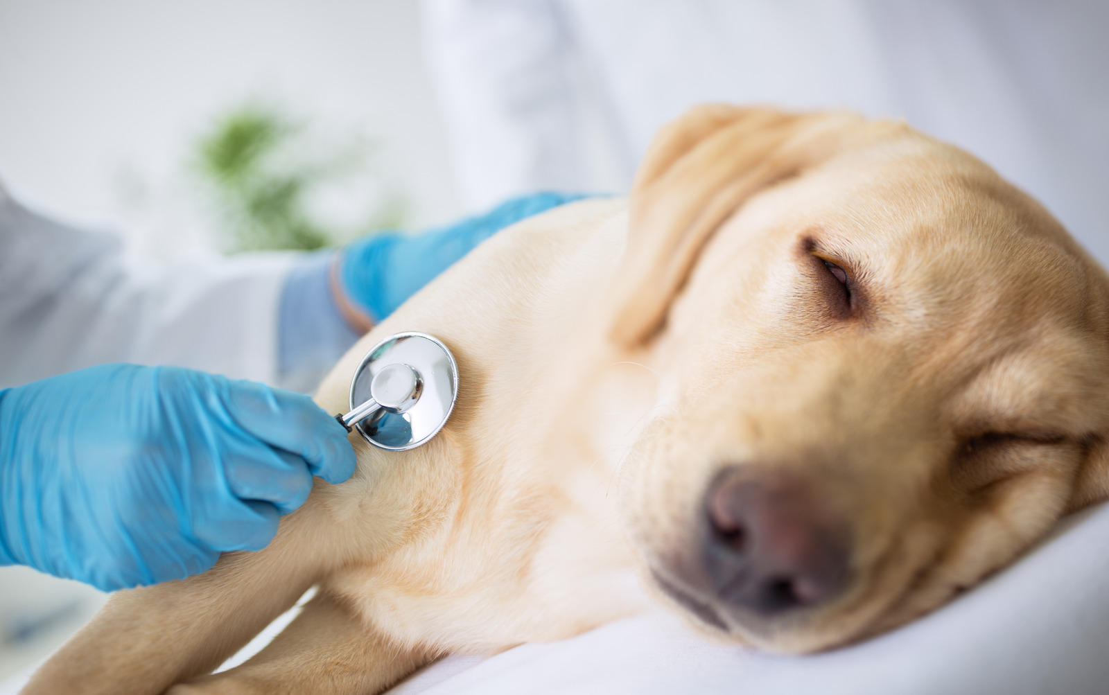 Labrador Hund wird von einem Tierarzt untersucht.