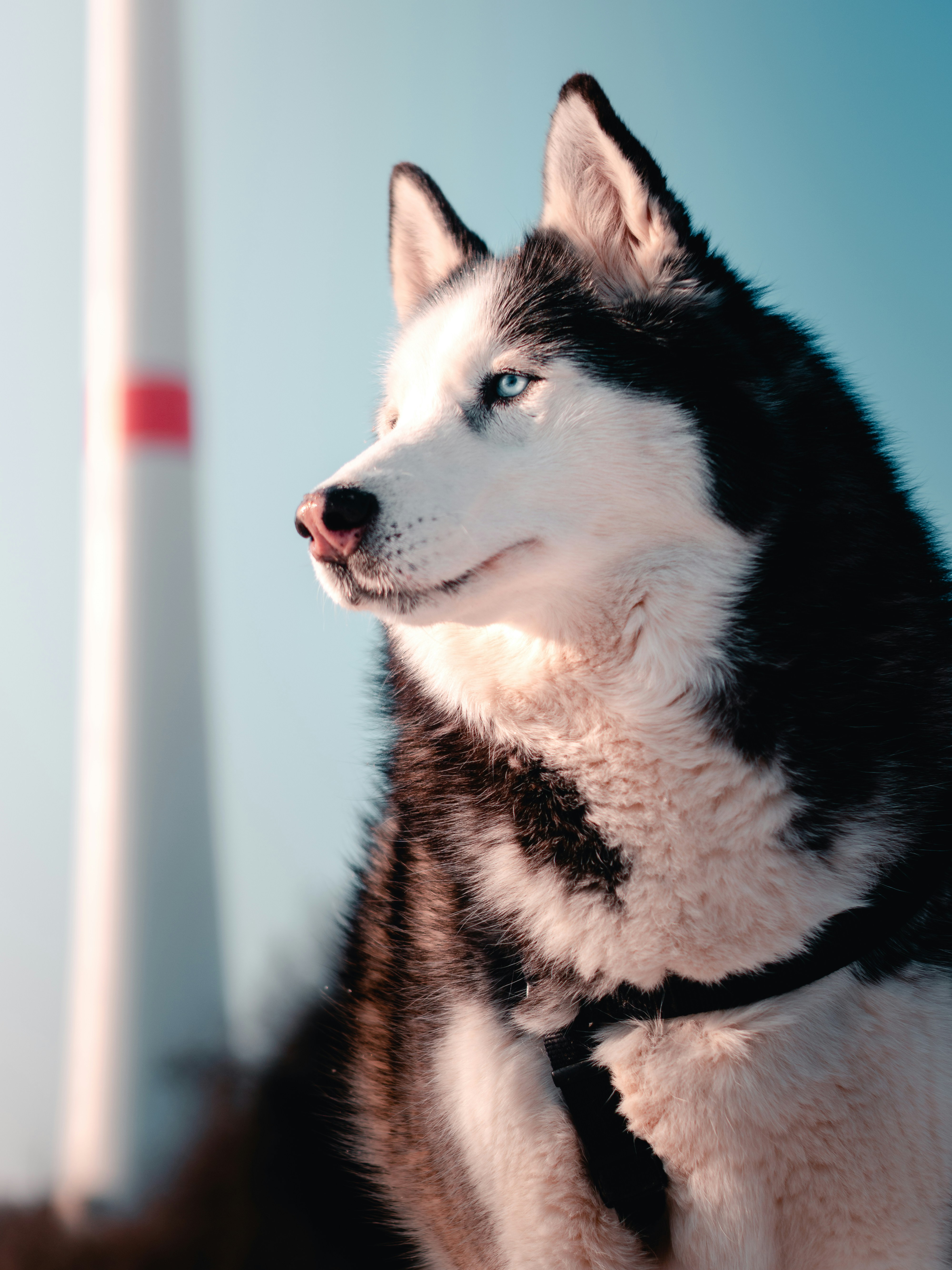 Husky beim draußen Spaziergang 