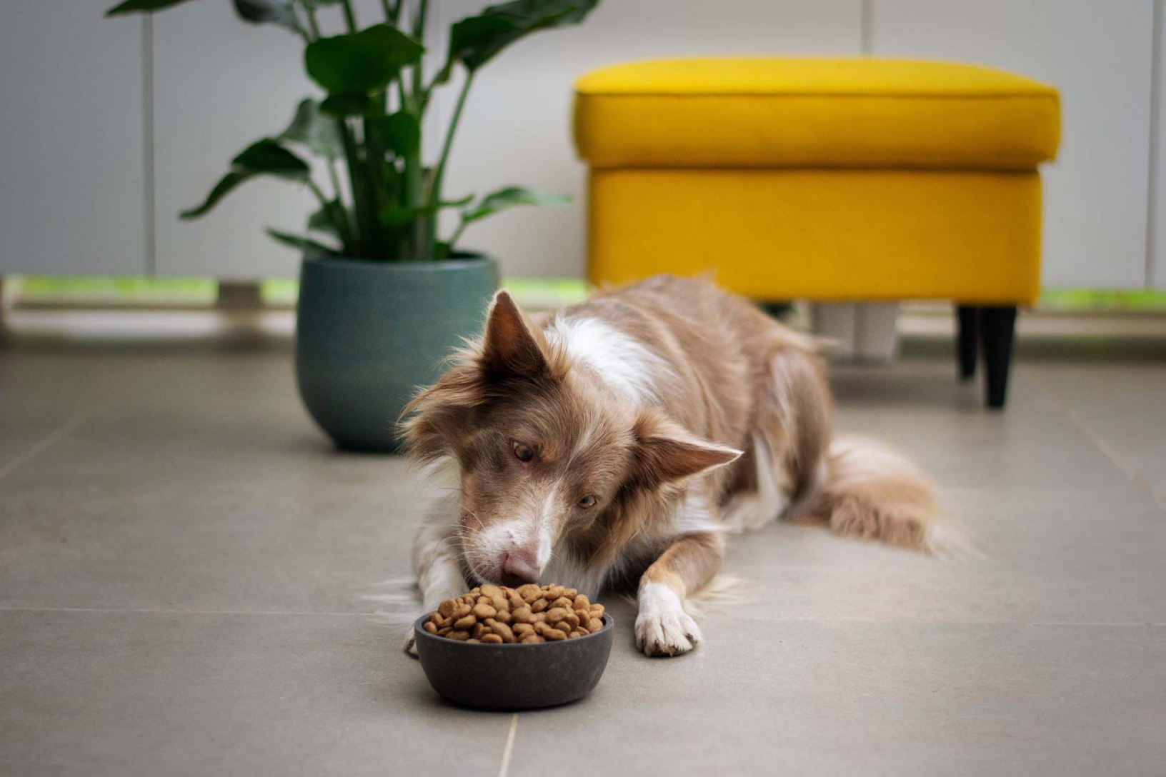 Border Collie liegt auf dem Boden und frisst Trockenfutter aus einem Napf.