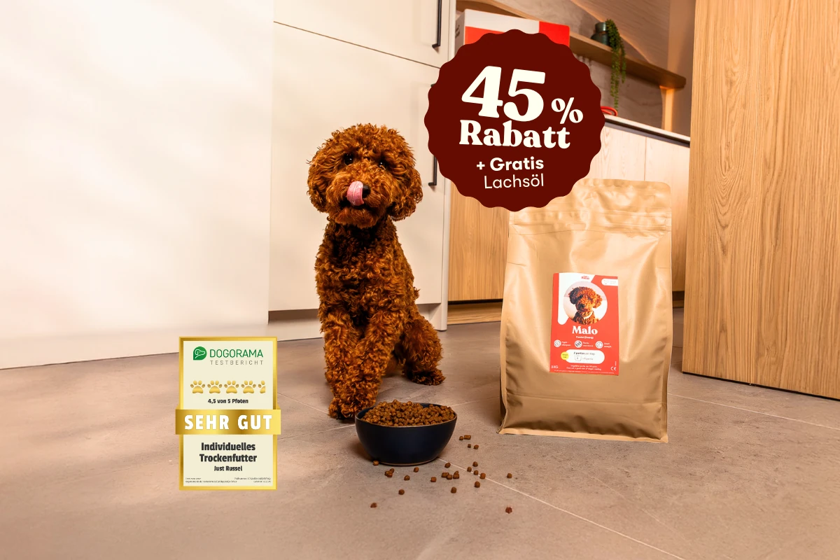 Brauner Pudel sitzt vor personalisiertem Just Russel Hundefutter mit einem Angebot für 45% Rabatt + gratis Lachsöl. Ausgezeichnet mit „Sehr gut“ von Dogorama.