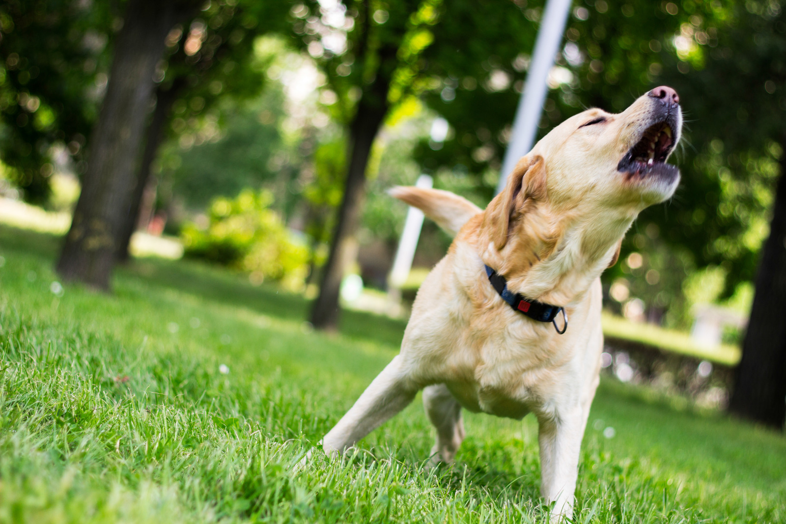 Labrador Hund bellt im Park.
