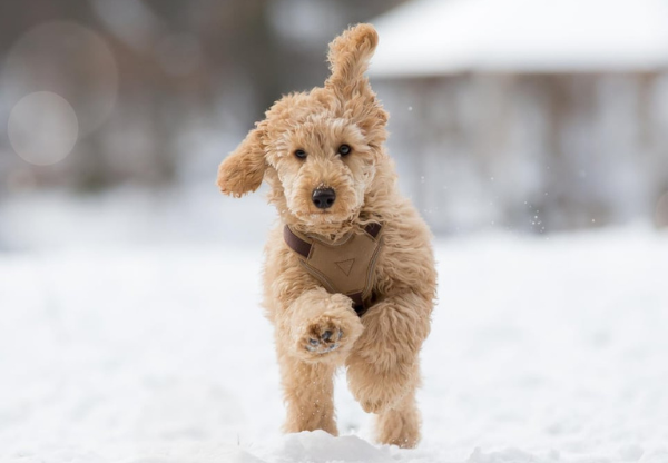 Ein Hund läuft im Schnee