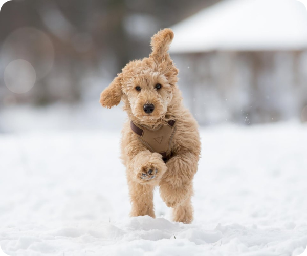 Ein Hund läuft im Schnee