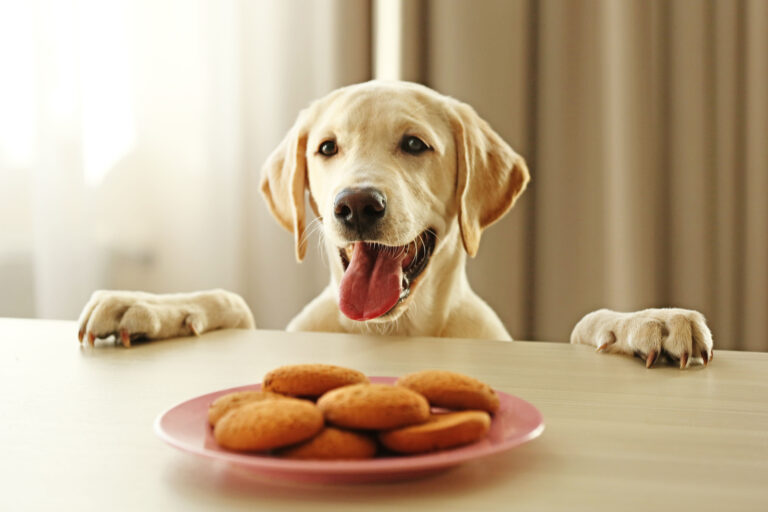 Schattige labrador hond met koekjes
