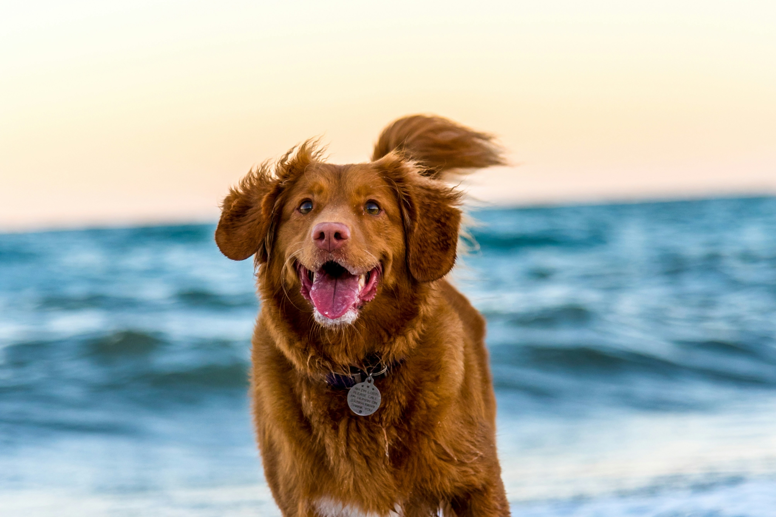 Beruhigungstipps für den übereifrigen Hund