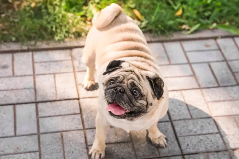 Fröhlicher Mops, der im Garten auf dem Gehweg steht und mit erhobenem Kopf in die Kamera schaut.