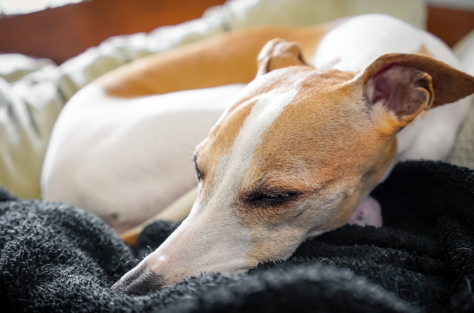 Een whippet die uitgeput op zijn bench zit