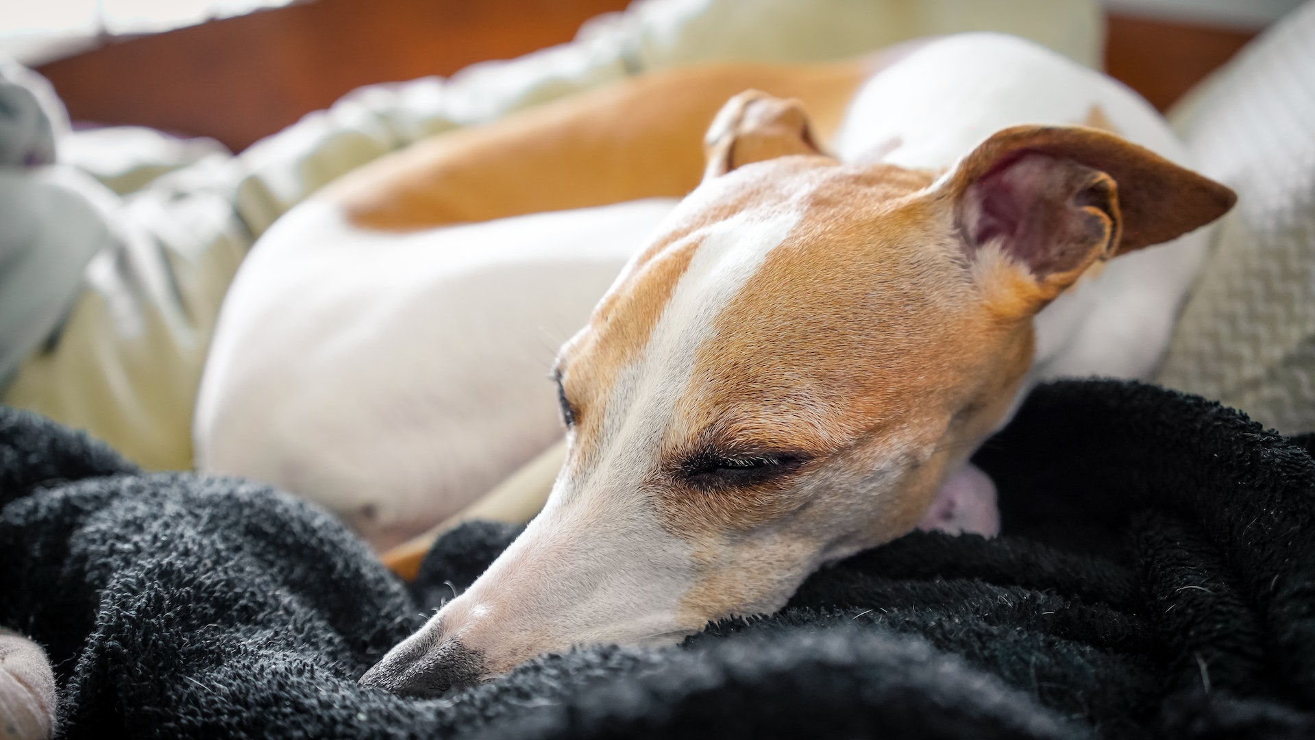 Darmkrebs Symptome Hund