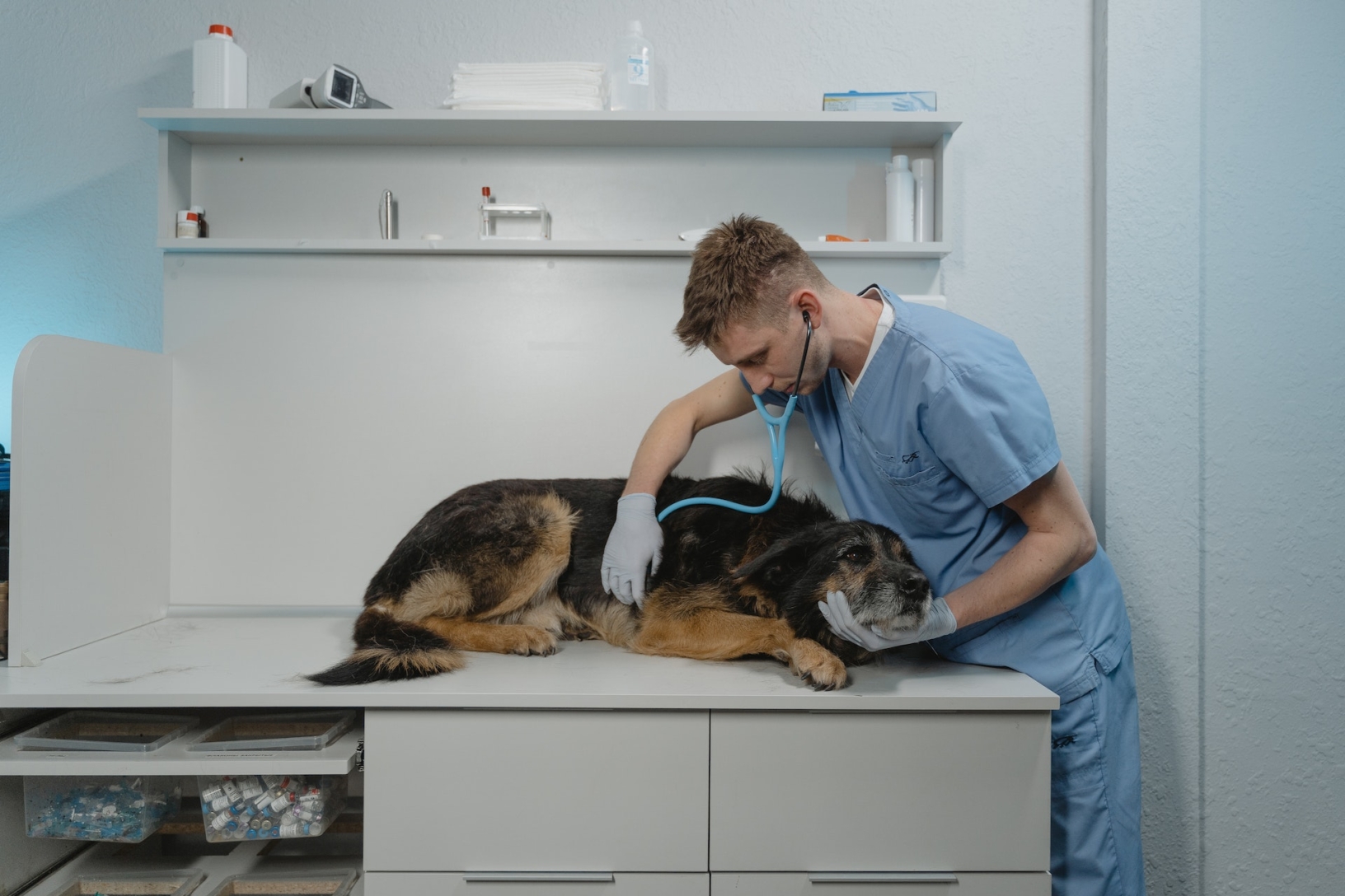 een hond die liggend wordt onderzocht door de dierenarts