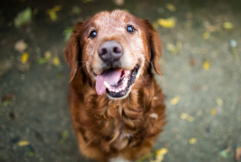 Ein älterer, karamellfarbener Golden Retriever sitzt hechelnd auf und wirkt zufrieden – bereit fürs passende Seniorenfutter.
