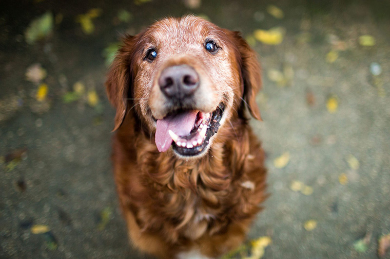 Ein älterer, karamellfarbener Golden Retriever sitzt hechelnd auf und wirkt zufrieden – bereit fürs passende Seniorenfutter.