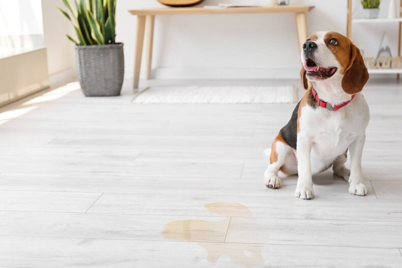Beagle Hund hat im Haus uriniert. Was tun?
