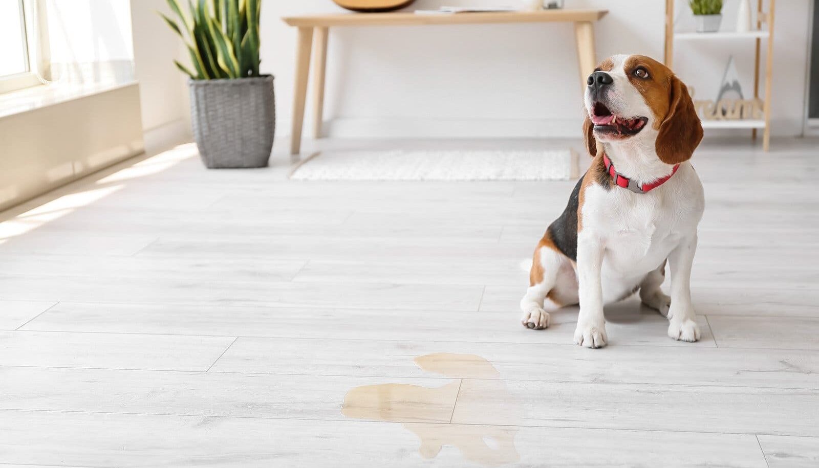 Beagle Hund hat im Haus uriniert. Was tun?