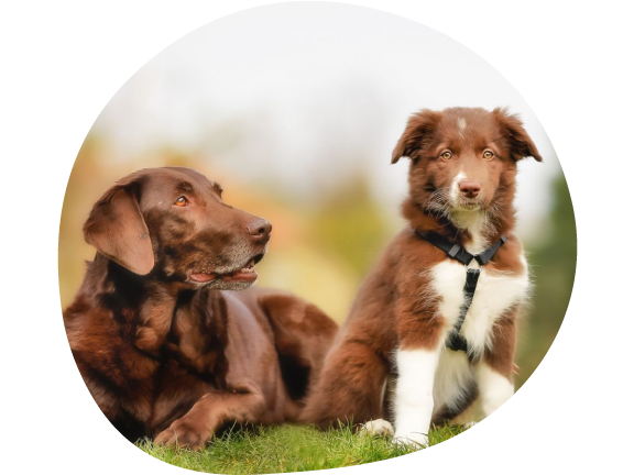 Volwassen hond en jonge puppy zitten samen in gras